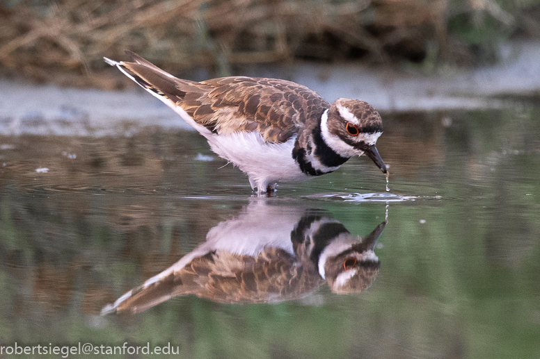 emily renzel wetlands